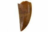 Serrated, Raptor Tooth - Real Dinosaur Tooth #115851-1